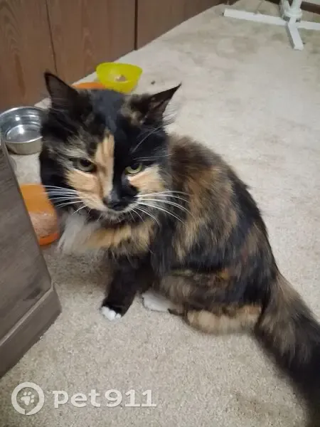 Lost Female Cat, Cap Road, Helena - Tortoise Shell, Deaf, and Vocal - photo