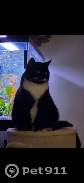 Lost female cat, Hall Avenue, Meriden - black and white fur - photo