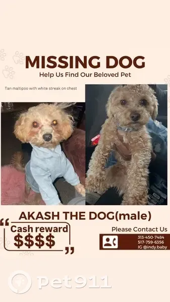 Lost Male Dog, Mansfield Street, Detroit - Tan Toy Maltipoo - photo