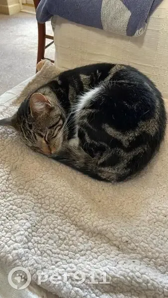 Lost female cat, High Street, Oving, London - tabby with white bib - photo