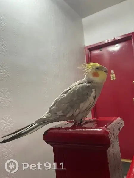 Missing bird Male, New York (usl533386) - photo