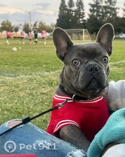 Lost male dog, West Packwood Drive, 2510, Visalia - greyish with brown lines - photo