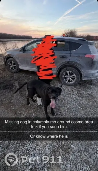 Lost male dog, Bridgewater Drive, Columbia - black lab mix with a blue collar - photo
