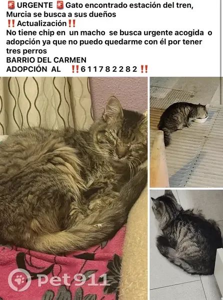 Encontrado gato masculino, Calle Matadero, 4, Murcia - photo