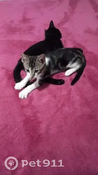 Gato desaparecido Macho (brl002524) - photo