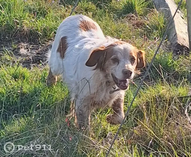 Chien perdu, Route du Lanas, Cazaubon - Épagneul Breton, blanc et roux - photo