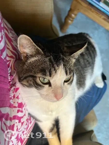 Lost male cat, Brookside Rd & Sauerkraut Ln, Lower Macungie Township - white and black tiger - photo