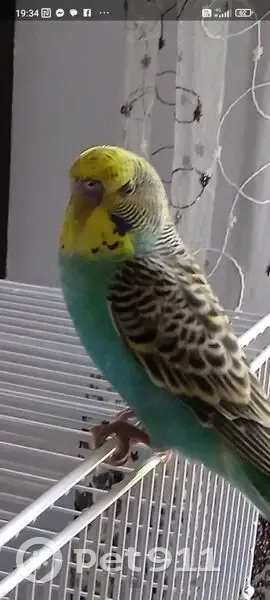 Perdu oiseau mâle, Saint-Fons, Paris - perruche chanteuse - photo