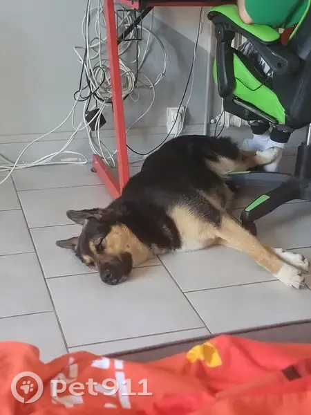 Chien perdu, Ruffec, Lattes - femelle noir blanche et marron - photo