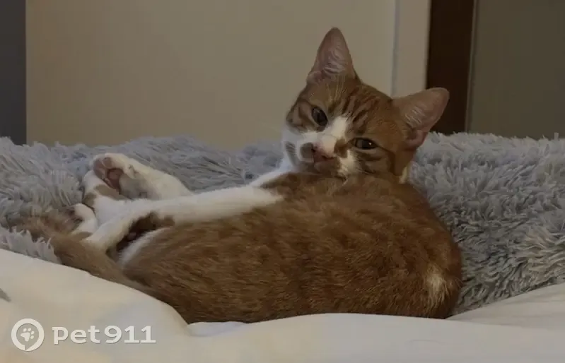 Lost female cat, Barnswood Close, Wolverhampton - short haired ginger and white - photo