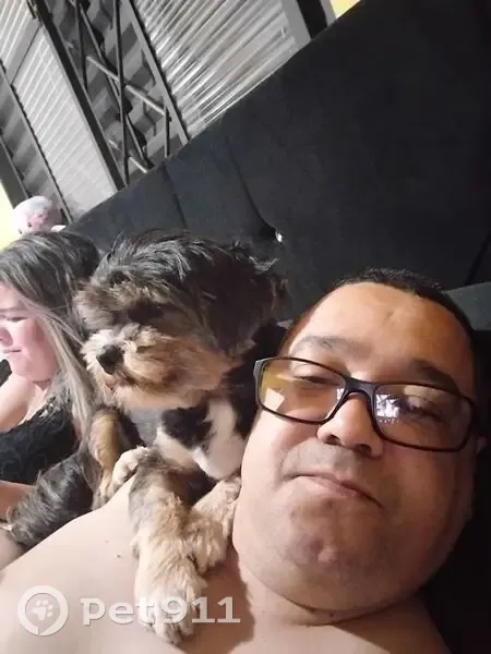 Cachorro perdido Macho (brl002525) - photo