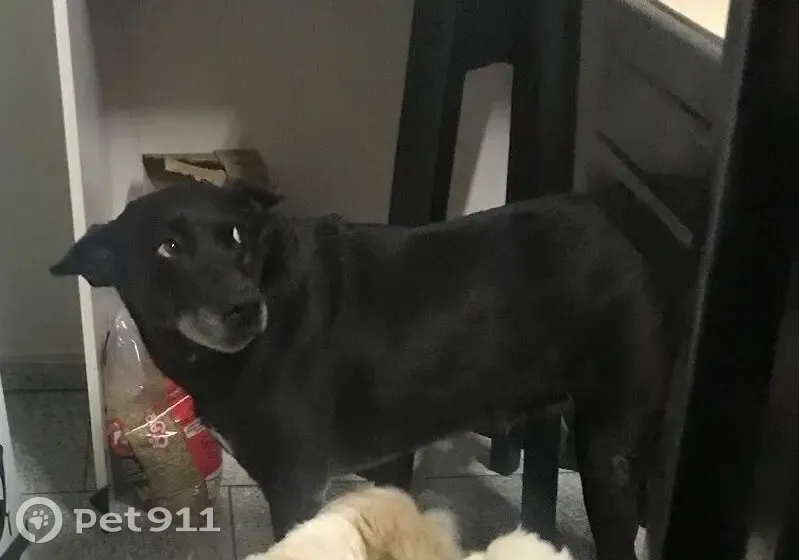 Cachorro perdido Fêmea (brl002526) - photo