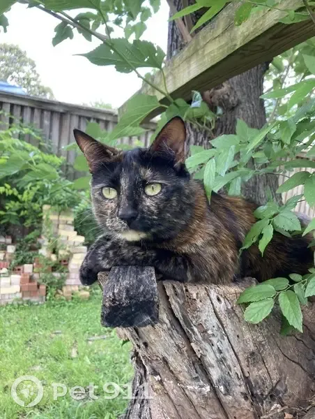 Lost female cat, Emerald Drive, Mesquite - 3-year-old tortoiseshell - photo