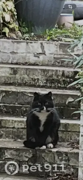 Found cat, Mill Road, Royston - black tuxedo with white mark on nose - photo