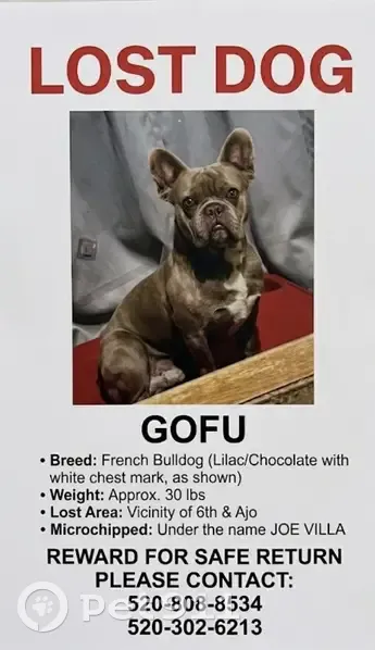 Lost male dog, East Palmdale Street, Tucson - photo