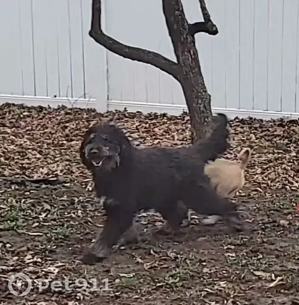 Lost male dog, South Hub Drive, Independence - black Bernadoodle - photo