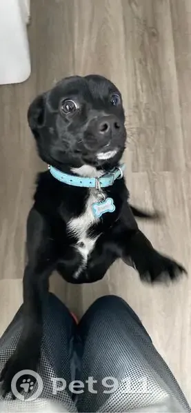 Lost male dog, South Main Street, Emporia - black with a blue collar - photo