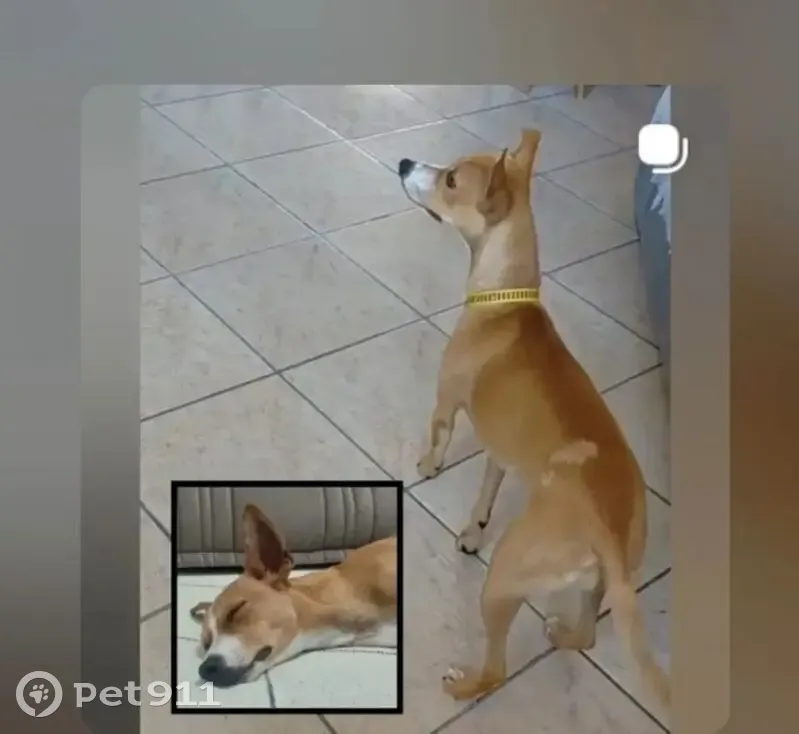Cachorro perdido Fêmea (brl002528) - photo