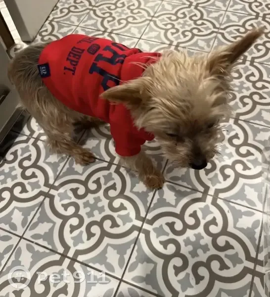 Lost Male Dog, South Bay Avenue, Eastport - Senior Yorkie - photo