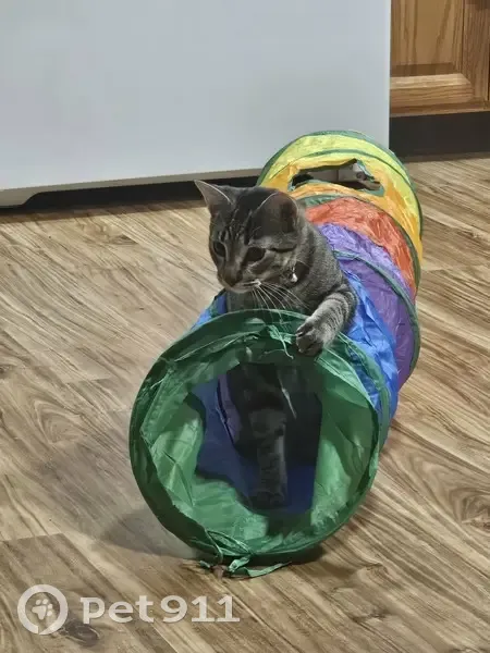 Lost male cat, Behnke Way, 600, Manhattan - lavender collar with a bell - photo