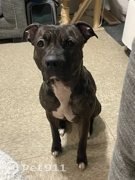 Lost female dog, Vernon Street, Worcester - black brindle with harness - photo