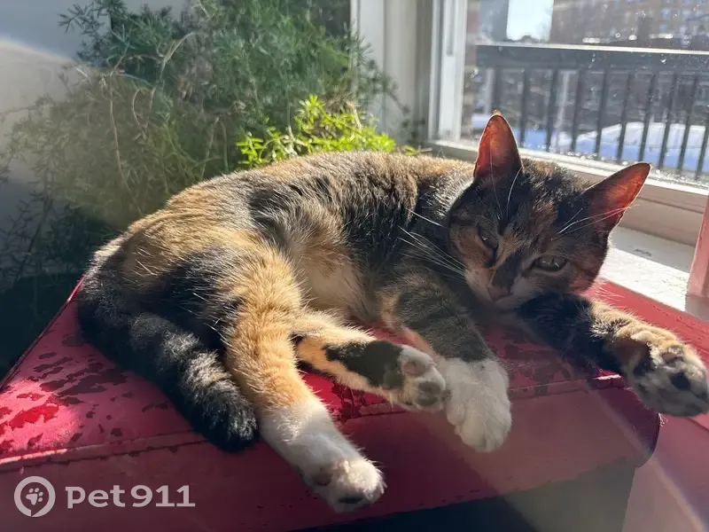 Lost female cat, Northwood Avenue, St. Louis - calico - photo