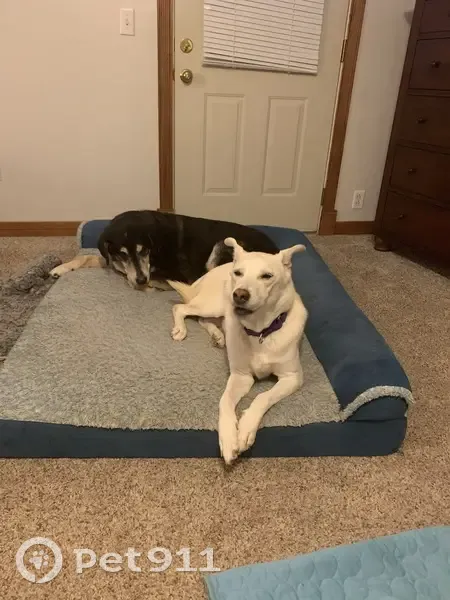 Lost female dog, Vaughn Road, Wood River - very skittish - photo