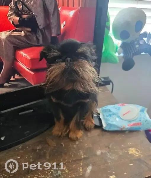 Lost male dog, Scott Street, Pittsboro - black and tan with a long beard - photo