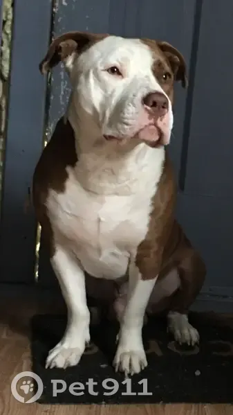 Lost Male Dog, North Main Street, Archbald - fawn patch on left eye - photo