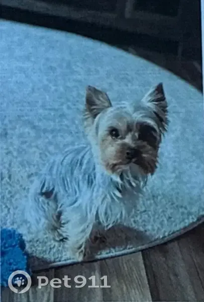 Lost male dog, Cobblestone Court, 356, Hampton - silver and black, small tail - photo