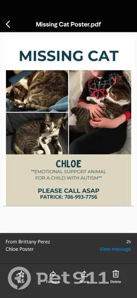 Lost female cat, Cedar Terrace, 1142, Columbia - tri color white grey black - photo