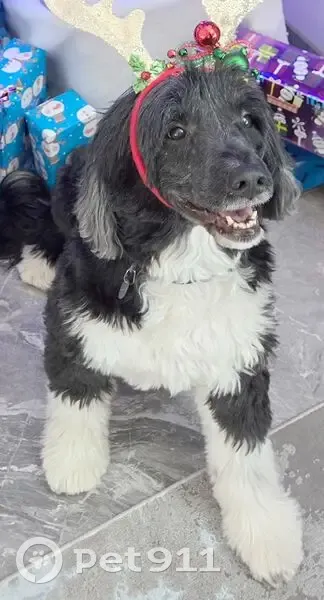 Lost female dog, Heritage Trail, Elizabeth - Portuguese Water Dog - photo