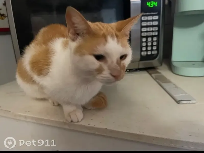 Lost female cat, Union Avenue, Rossville - polydactyl - photo