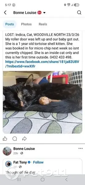 Missing cat Female, Port Adelaide Enfield (al495641) - photo