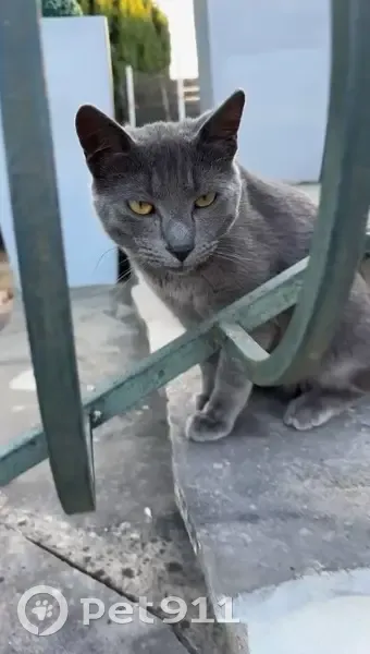 Chat perdu, Rue Henri Dunant, 1, Brunoy - photo