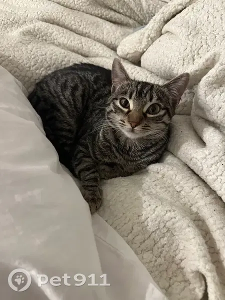 Gato perdido Hembra, Pozuelo de Alarcon (sl495225) - photo