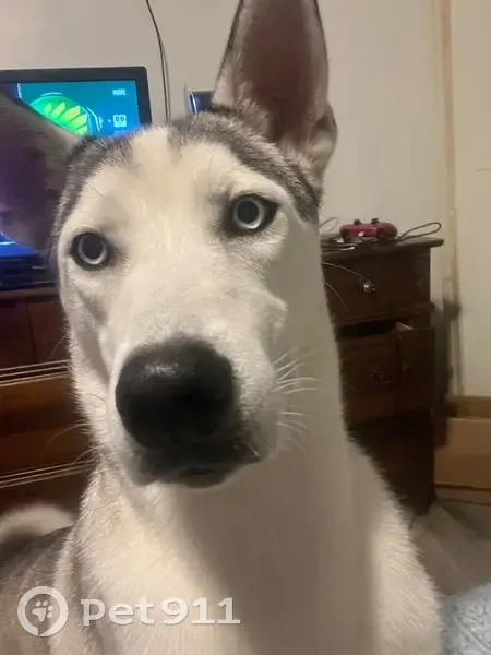 Lost male dog, Illinois Drive, Fort Myers - skinny husky with Mohawk style - photo
