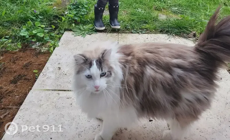 Chat perdu, homme, Rezé - pelage long blanc et gris - photo