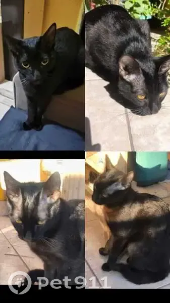 Gato desaparecido Fêmea (brl002529) - photo