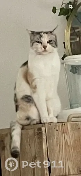 Perdu Chat, Rue Pasteur, 15, Leers, Paris - Naya, blanche avec taches grises et beiges - photo
