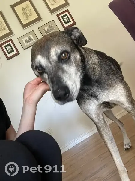 Missing dog Male, Perth (al495646) - photo