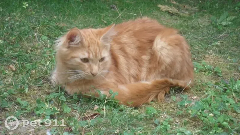 Chat perdu, Rue Marcel Pagnol, Tournefeuille - adulte roux à poils longs - photo