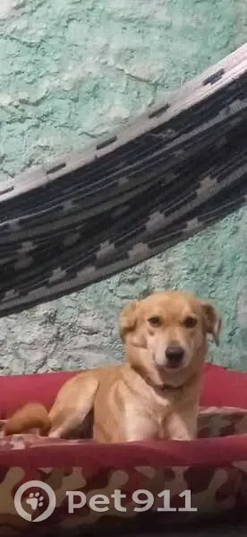 Cachorro perdido Fêmea (brl002530) - photo
