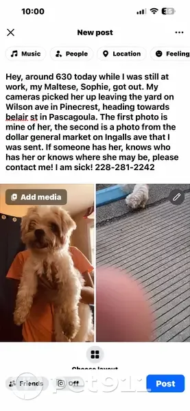 Lost Female Dog, Wilson Avenue, Pascagoula - White Maltese with Tan Spot - photo