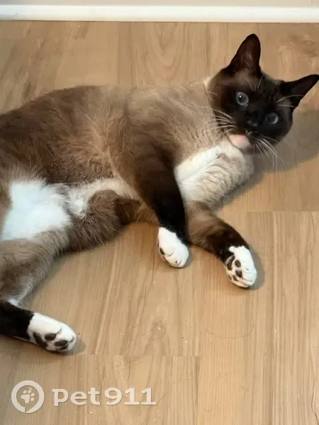 Lost male cat, South Ridge Drive, Midlothian - Siamese with blue eyes - photo