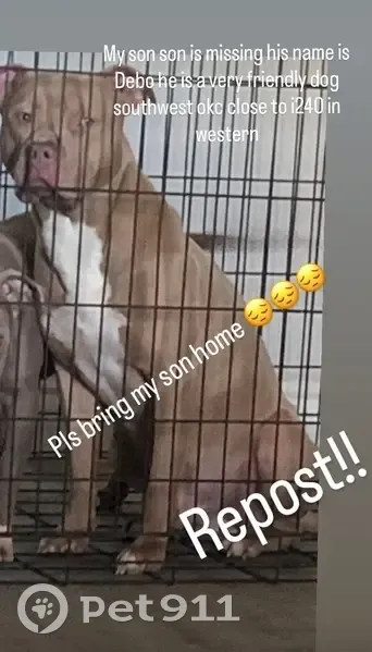 Lost male dog, South Western Avenue, Oklahoma City - tan coat with white spot - photo