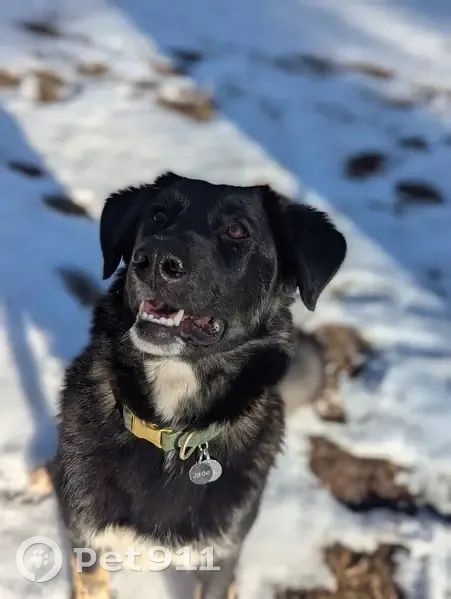 Lost Dog, Full Sail, Fort Valley - female with a white tipped tail - photo