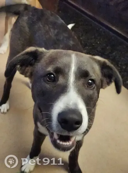 Lost female dog, West Market Street, Kernersville - medium size with white spots - photo