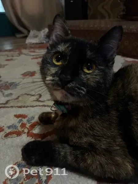 Lost female cat, Arlington Avenue, Lincoln - torti with a dark blue collar - photo