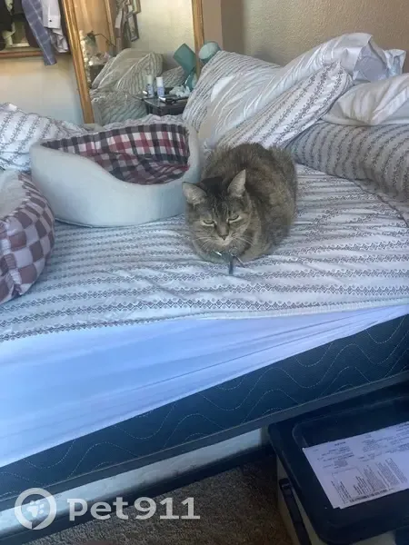 Lost female cat, North 108th Place, Scottsdale - photo